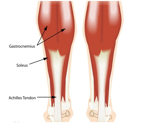 Γαστροκνήμιος Μυς