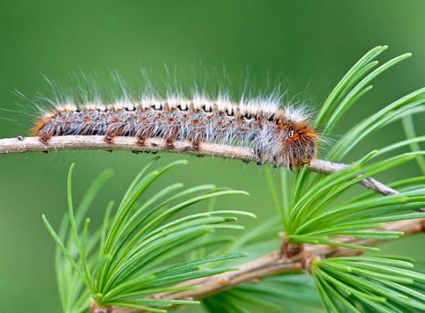 Εξάνθημα από κάμπιες των πεύκων